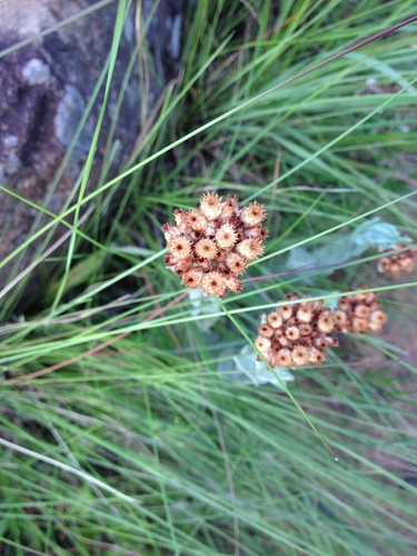 Image of Helichrysum appendiculatum by (c) Simon Tamblyn, some rights reserved (CC BY)