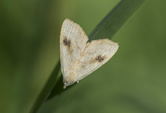 Rivula sericealis