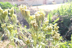 Asteroideae