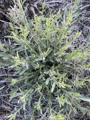 Pombalia verticillata