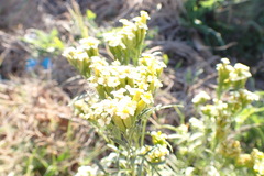 Asteroideae