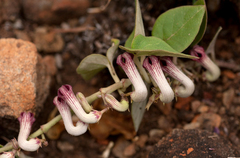 Ceropegia cordifolia