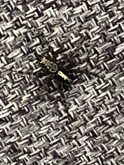Textrix denticulata