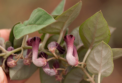Ceropegia cordifolia