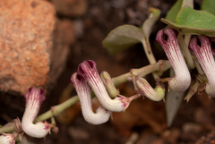 Ceropegia cordifolia
