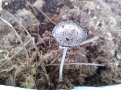 Coprinellus flocculosus