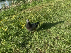 Columba livia domestica