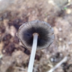 Coprinellus flocculosus