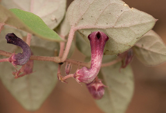 Ceropegia cordifolia