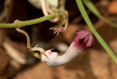 Ceropegia cordifolia