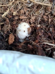 Coprinellus flocculosus