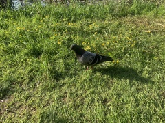 Columba livia domestica