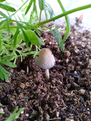 Coprinellus flocculosus