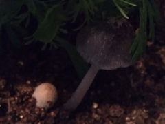 Coprinellus flocculosus