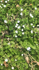 Veronica filiformis