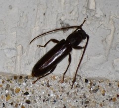 Geropa concolor