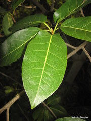 Ficus lutea