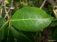 Ficus lutea