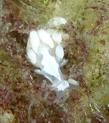 Trinchesia albocrusta