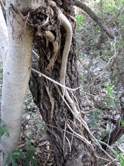 Ficus lutea