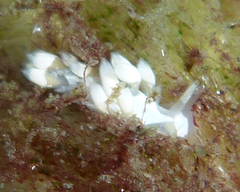 Trinchesia albocrusta