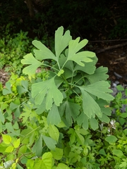 Ginkgo biloba