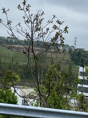 Pipilo erythrophthalmus