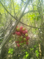 Vitis tiliifolia