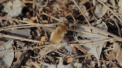 Nothoschistus melampogon