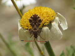 Centrocoris spiniger