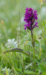 Dactylorhiza traunsteinerioides