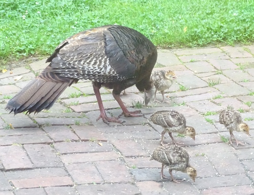 Wild Turkey photographed in New Jersey