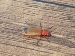 Rhagonycha fulva