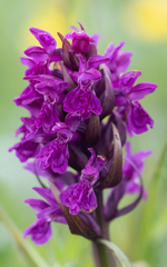 Dactylorhiza traunsteinerioides