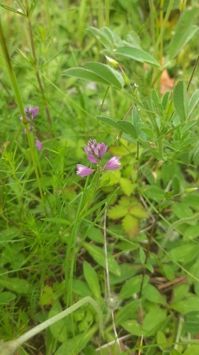 Skiauterėtoji putokšlė