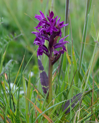 Dactylorhiza traunsteinerioides