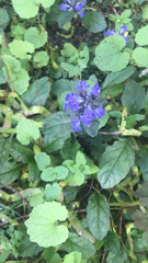 Ajuga reptans