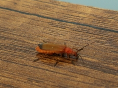 Rhagonycha fulva