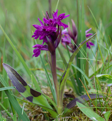 Dactylorhiza traunsteinerioides