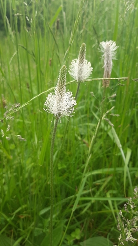 Plaukuotasis gyslotis