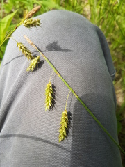 Carex castanea