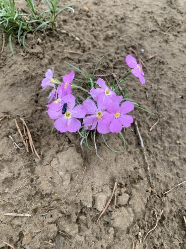 Siberian phlox (Phlox sibirica)