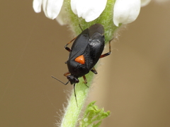 Deraeocoris ribauti
