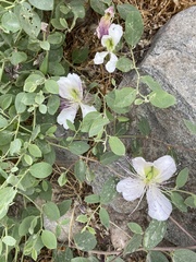 Capparis orientalis