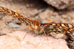 Euphydryas anicia