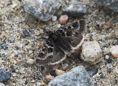 Metaxmeste schrankiana