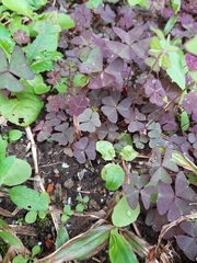 Oxalis