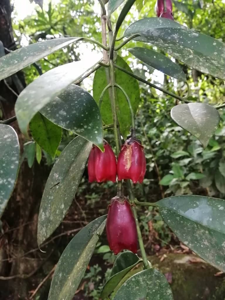 Clusia gracilis