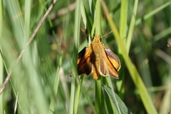 Ochlodes sylvanus