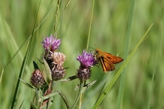 Ochlodes sylvanus